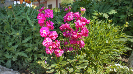 Pink Matthiola incana family Brassicaceae. Common names Brompton stock, common stock, hoary stock, ten-week stock, and gilly-flower, flower in the garden and landshaft design