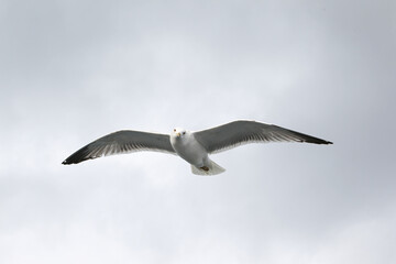 Feeding seagulls in flight. Seagull catches bread in the air. Seagull close-up in the gray sky on a cloudy day.