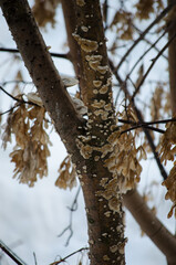 Fungus on a tree