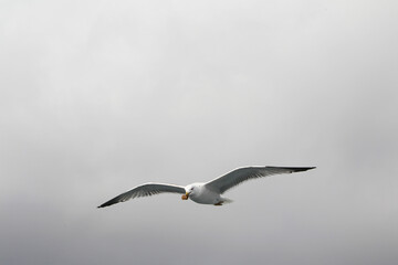 Feeding seagulls in flight. Seagull catches bread in the air. Seagull close-up in the gray sky on a cloudy day.
