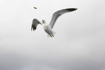 Feeding seagulls in flight. Seagull catches bread in the air. Seagull close-up in the gray sky on a cloudy day.