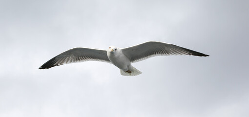 Feeding seagulls in flight. Seagull catches bread in the air. Seagull close-up in the gray sky on a cloudy day.