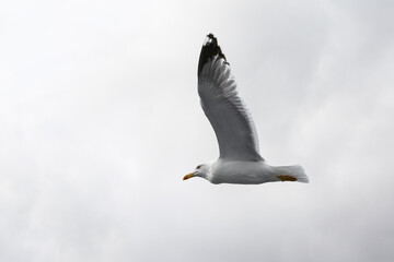 Feeding seagulls in flight. Seagull catches bread in the air. Seagull close-up in the gray sky on a cloudy day.