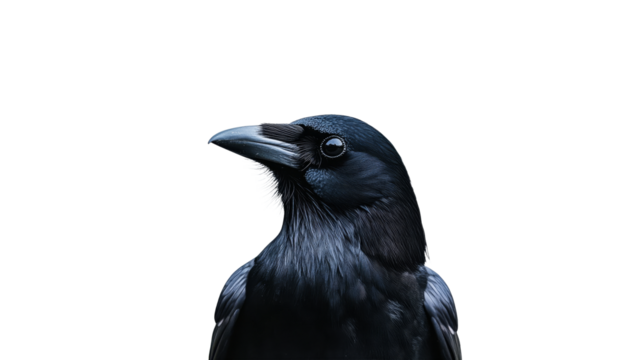 Crow with sharp features on white