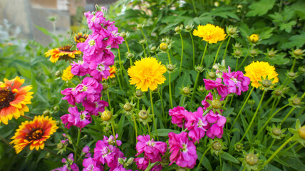 Obraz premium Pink Matthiola incana family Brassicaceae. Common names Brompton stock, common stock, hoary stock, ten-week stock, and gilly-flower, flower in the garden and landshaft design