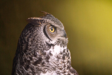 Close-up of a Great Horned Owl (Bubo virginianus).  
