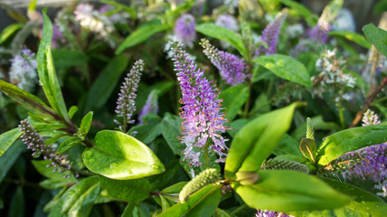 Veronica salicifolia or Hebe salicifolia, the koromiko or willow-leaf hebe, is a flowering plant in the family Plantaginaceae, flower in the garden and landshaft design