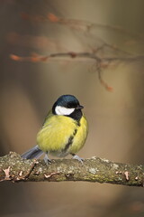 Parus major aka great tit perched on the tree branch. Common bird in Czech republic. Isolated on blurred background.