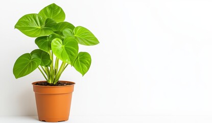 Obraz premium Vibrant Green Plant in Terracotta Pot Against White Background