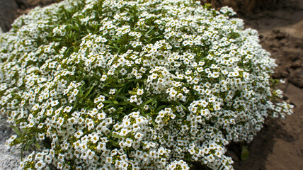 White, pink or blue Lobularia maritima or Alyssum maritimum, sweet alyssum or Alison a species of low-growing flowering plant Brassicaceae, in the garden and landshaft design