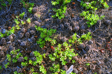 pinecones laying on forest floor with greenery