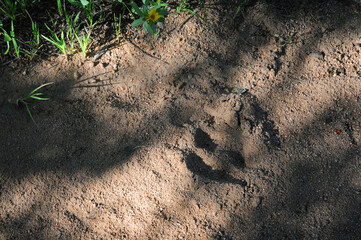 deer hoof print in sandy soil trail with shadows