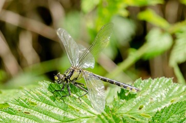 Green dragonfly, Aeshna cyanae on a leaf.