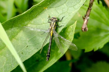 Dragonfly on a green leaf.