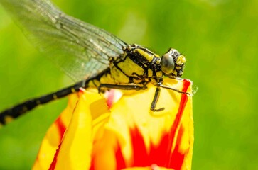 Dragonfly on a yellow and red flower bud.