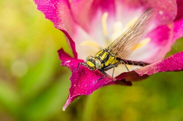 Dragonfly resting on flower bud with purple tulip.