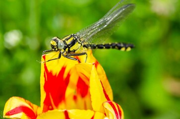 Dragonfly on a yellow and red flower bud.