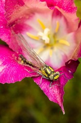 Dragonfly resting on flower bud with purple flowers.