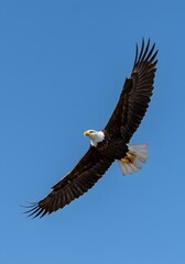 Fototapeta premium A majestic bald eagle glides over the Grand Canyon, its wide wings cutting through the air. With piercing eyes locked on the ground, its talons are ready to strike at any moment