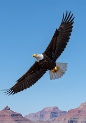 Fototapeta premium A bald eagle flies over the vast Grand Canyon, golden sunlight reflecting on its wings. Its focused gaze sweeps the rugged landscape, while its sharp talons prepare for a swift attack