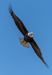 Naklejka premium A majestic bald eagle glides over the Grand Canyon, its wide wings cutting through the air. With piercing eyes locked on the ground, its talons are ready to strike at any moment