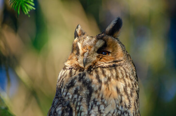 A brown owl with its head tilted to the side