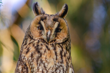 A brown owl with its head tilted to the side