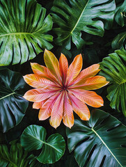 drone from above close up shot of tropical plant like bird of paradise, monstera and ferns