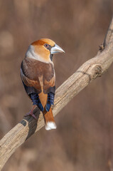 Hawfinch (Coccothraustes coccothraustes) on a branch in the forest.