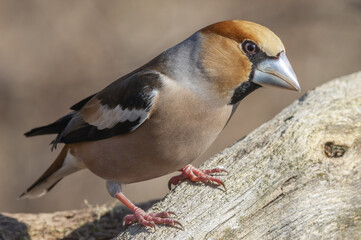 Hawfinch (Coccothraustes coccothraustes) on a branch in the forest.