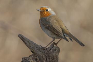 European Robin (Erithacus rubecula) on a branch in the forest.