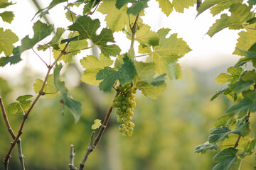 Vineyard of green grapes, Fresh grapes. a sunny day in the vineyard