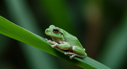 Fototapeta premium Vibrant Green Tree Frog Perched on Lush Leaf in Detailed Macro Shot
