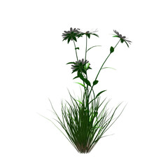 White Flower With Grass, flowers and leaves  transparent isolated background 3d rendering PNG