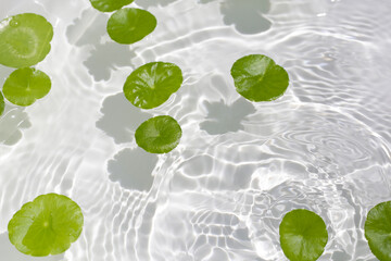 Fresh green leaves of Centella asiatica or gotu kola or asiatic pennywort, floating on water. It is...