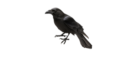 Raven watches keenly in its habitat