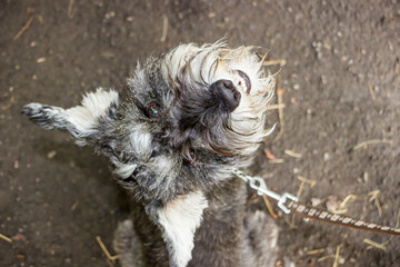 mini giant schnauzer looking up, gray, long hair, mustache, beard, miniature schnauzer, miniature, miniature, rough-haired pinscher, walk, pet