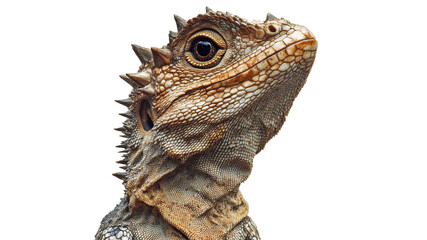 Obraz premium Bearded dragon in its natural habitat