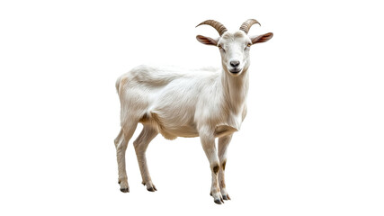 Cute white goat standing proudly in a bright space
