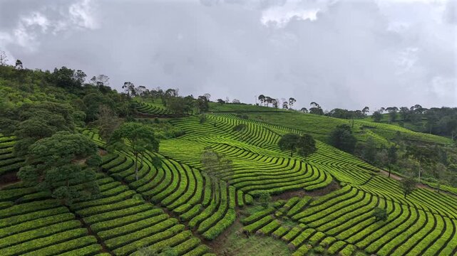 Rows of tea plants growing along a hillside in Indonesia. Aerial drone video of  a tea plantation with dramatic clouds in the sky.