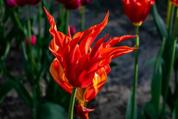 beautiful red tulip macro in sunlight. flower in dark colors