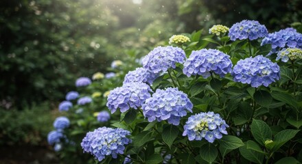 Obraz premium Serene Cluster of Blue Hydrangeas with Lush Green Foliage in Soft Sunlight