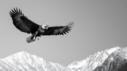 Fototapeta premium Majestic Bald Eagle Flying Over Snow Covered Mountains in Winter