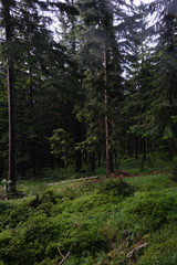 Dense green forest in the Krkono&scaron;e mountains, Czech Republic