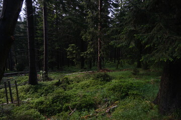 Dense green forest in the Krkonoše mountains, Czech Republic