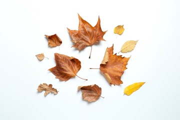 Various autumn leaves on white background