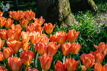 orange tulips in sunlight growing under tree in spring garden