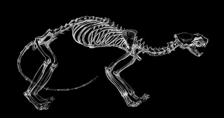 Anatomical drawing of the skeleton of a weasel, ferret, ermine in pencil on a black background