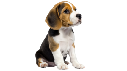 Cute beagle puppy sitting on a white background