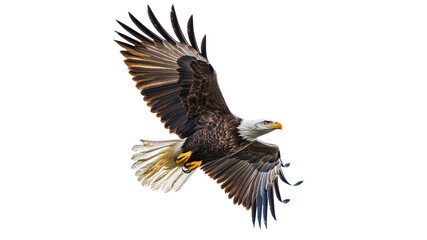 Obraz premium Majestic bald eagle soaring through the sky